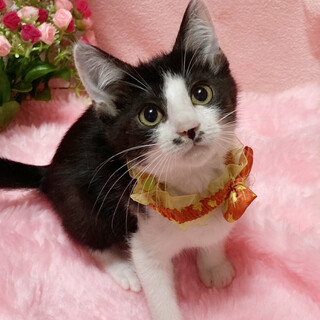  将来有望♪大型になりそうな予感！甘えん坊