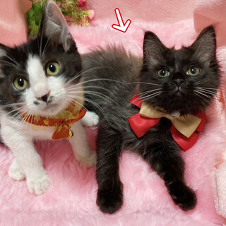  モフモフ！まるでぬいぐるみ♪黒長毛の子猫