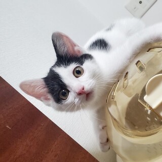 可愛い白黒の元気な男の子