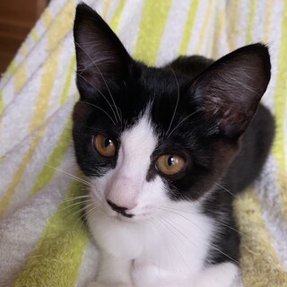 甘えん坊のちょび髭ガール♡やゑちゃん