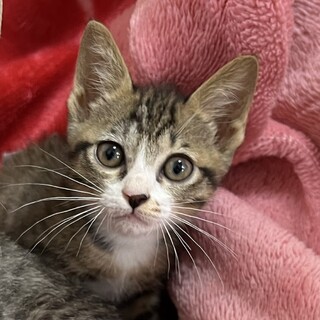 後ろ足だけでタワー登るよ!奇跡の子、イクラ君♡