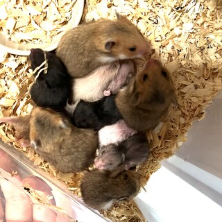 カラーハムスターの赤ちゃん