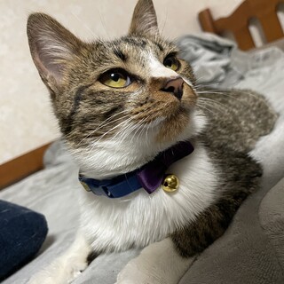 保護猫の里親になってくれる人を探しています