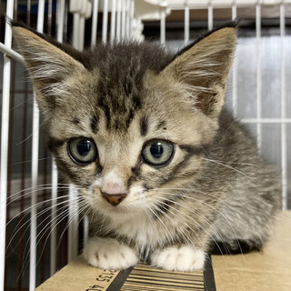 美形ぞろい♪美猫親子！かわいいソックス