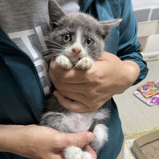 美形ぞろい♪美猫親子！珍しいグレー白