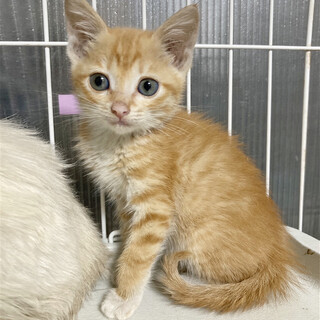 美形ぞろい♪美猫親子！超珍しい茶トラ女子