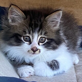 フワフワな５匹の中で一番大きな仔猫です。