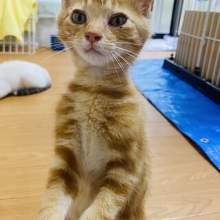 3匹の可愛い仔猫ちゃんたち♪