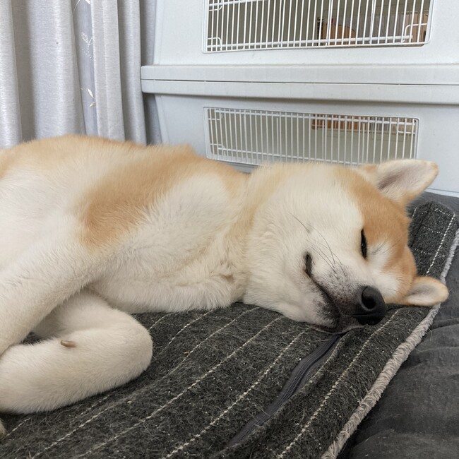 大吉0808のカバー写真