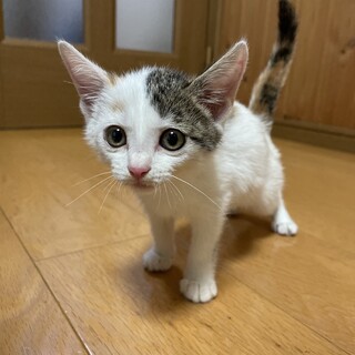 【兄弟譲渡②】ミケトラちゃん