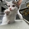 【兄弟譲渡②】ミケトラちゃん サムネイル4
