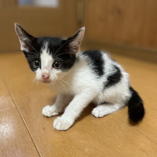 【兄弟譲渡②】白黒ハチワレちゃん