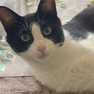 可愛い懐っこいハチワレの男の子