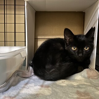 ゴロゴロスリスリ♪可愛い黒猫さん