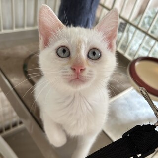 【8/26芝浦】ブルーアイ＆甘えん坊キジシロ姉妹