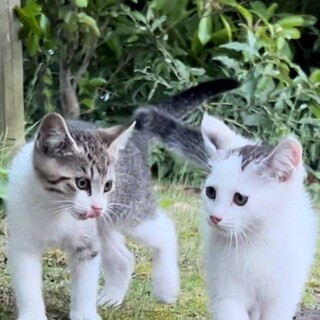 約2〜3か月のきょうだい子猫ちゃん 超かわいい