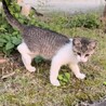 約2〜3か月のきょうだい子猫ちゃん 超かわいい サムネイル6