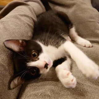 とーっても人なつっこいハチワレボーイ♡ポノ君♡