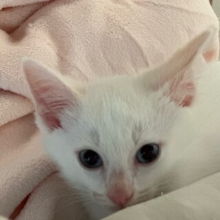 クルミちゃんのお兄ちゃん、ブルーアイのミルク君！