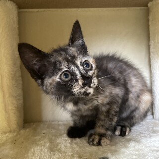 【サビちゃん】