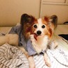 どいつま