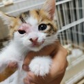 子猫の里親探しております。（5/17産まれ）