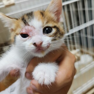 子猫の里親探しております。（5/17産まれ）