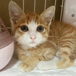 生後2ヶ月♂茶白のトラくん人馴れ抜群