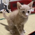ありがとうございました