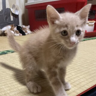 ありがとうございました