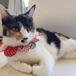 お膝にのせてね♡みちる