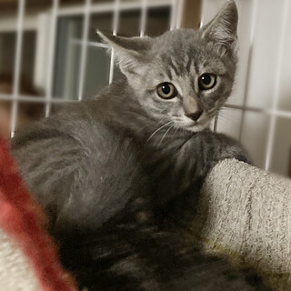 希少なクリームグレー♪美形の子猫