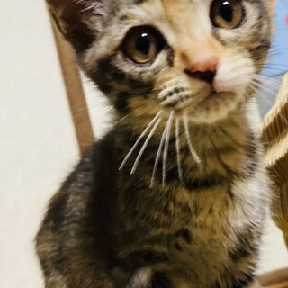 見た事のない面白い柄です