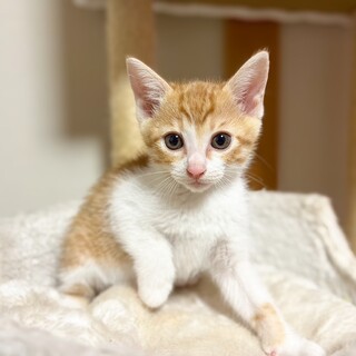 人気の茶白猫ちゃん♪ しっぽが短めのマカロニくん♡