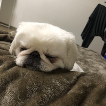 うどんの写真