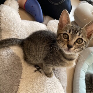 そっくり兄弟★よん君★性格良し