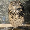 たかさんぷる
