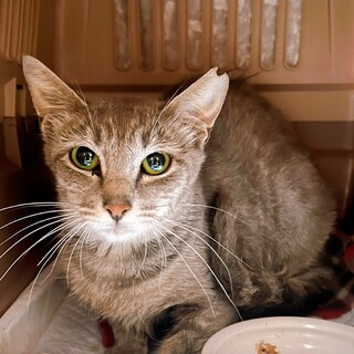 少し恥ずかしがり屋な女の子