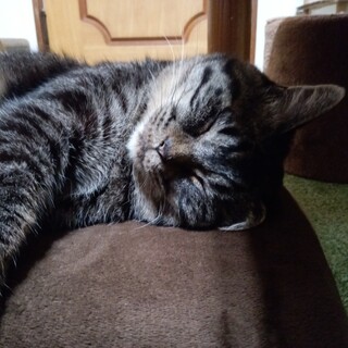 ツンデレデレです