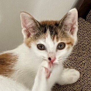 可愛いチビにゃん３兄妹の、白三毛のミケちゃん！