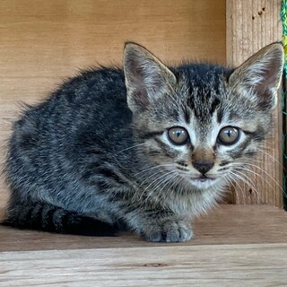 ５匹兄弟の中の濃いめのキジトラです。