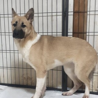 保健所からレスキューした子犬♀ももちゃん