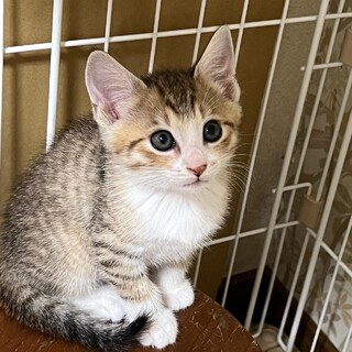 靴下柄が可愛いゴロゴロ男子　が王くん