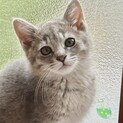 くりんとした瞳、コロンとボディが可愛い女の子