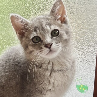 くりんとした瞳、コロンとボディが可愛い女の子