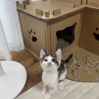 とっても活発♡スカイちゃん