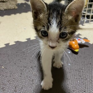 おっとりのんびりマイペースな男の子