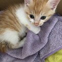 子猫里親募集