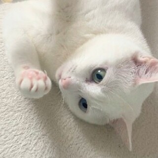 オッドアイのミュウちゃん