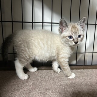 まだまだ幼い子猫！ミルクちゃん